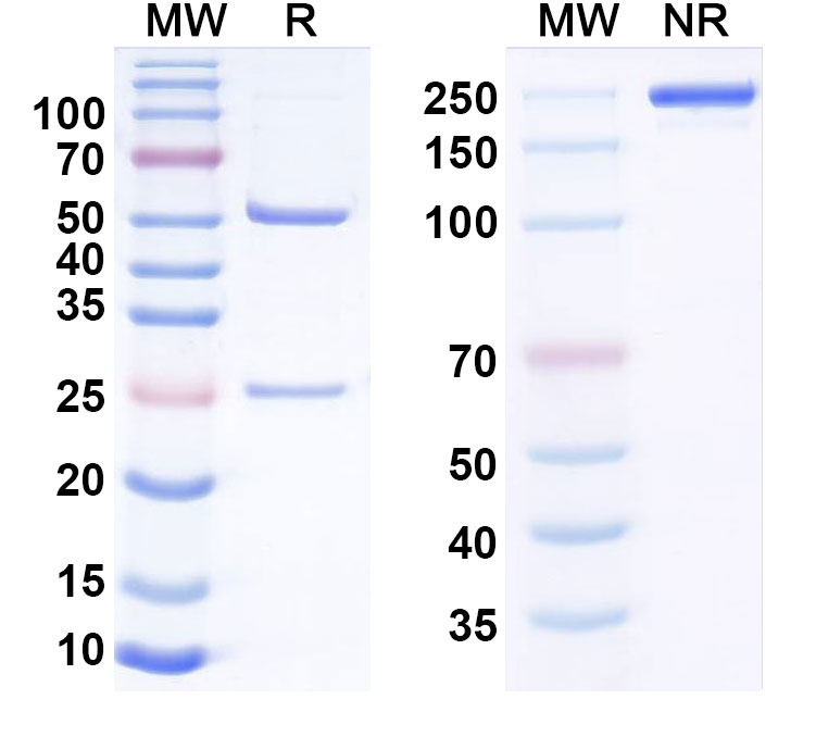 SDS-PAGE for Anti-Human CD318/CDCP1 Monoclonal Antibody (38 E11#)