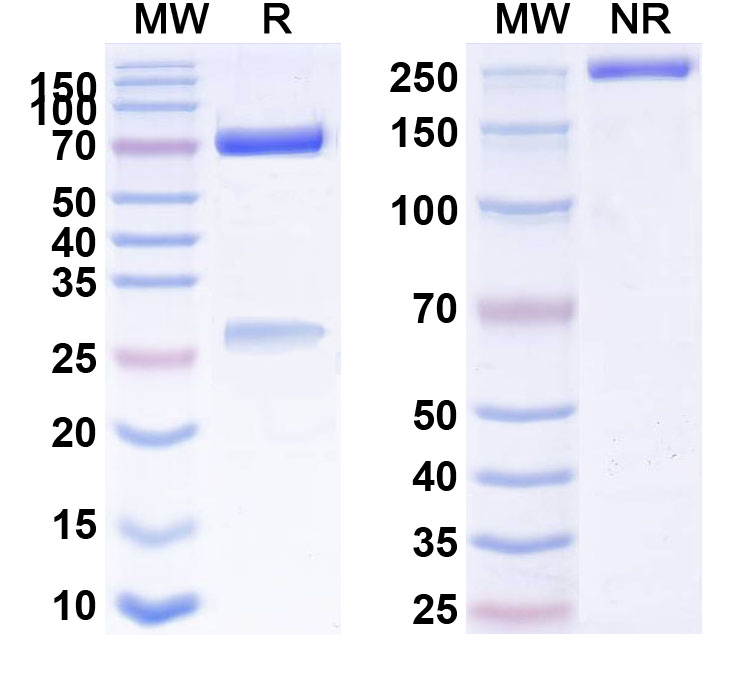 SDS-PAGE for Anti-Human CD32/FCGR2A Antibody (muIV.3)