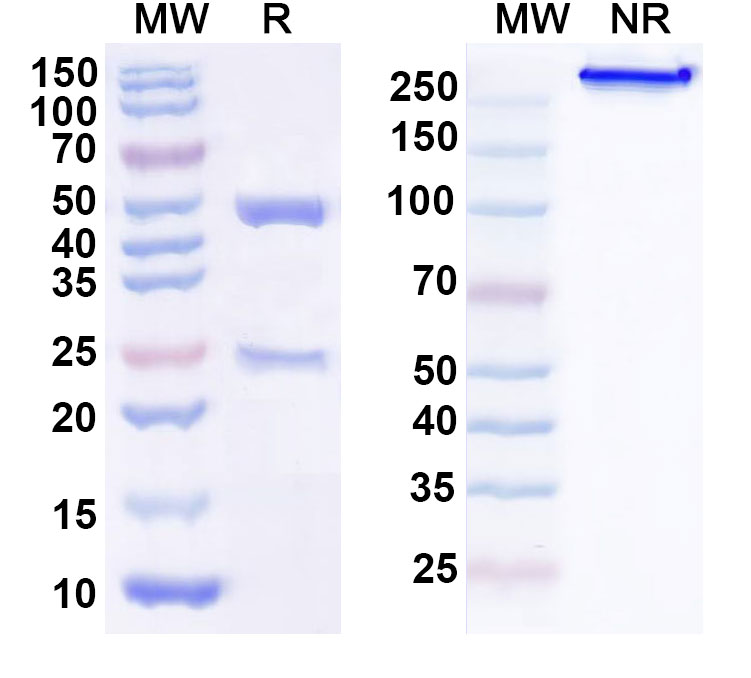 SDS-PAGE for Anti-Human CD32/FCGR2A Antibody (SAA1415)