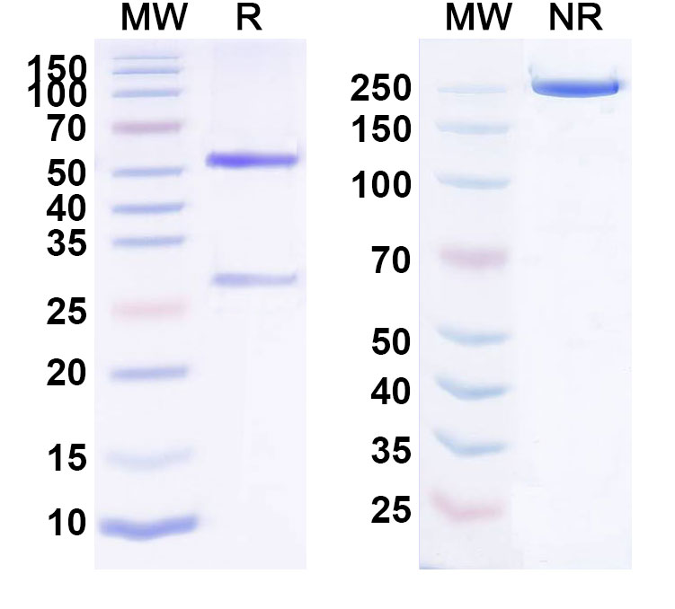 SDS-PAGE for Anti-Human CD32/FCGR2A (VIB9600)