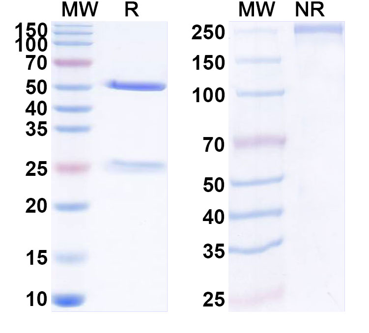 SDS-PAGE for Anti-Human CD321/F11R/JAM-A Monoclonal Antibody (ABS0840)