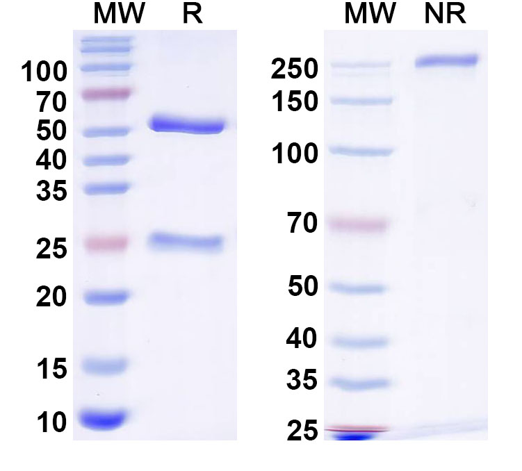 SDS-PAGE for Anti-Human CD326/EPCAM Monoclonal Antibody (1A561)
