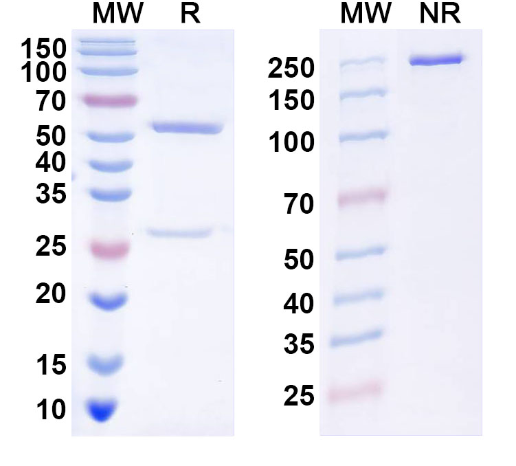 SDS-PAGE for Anti-Human CD327/SIGLEC6 Antibody (AK06)
