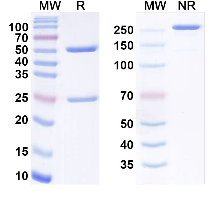 SDS-PAGE for Anti-Human CD329/SIGLEC9 Monoclonal Antibody (2D4)