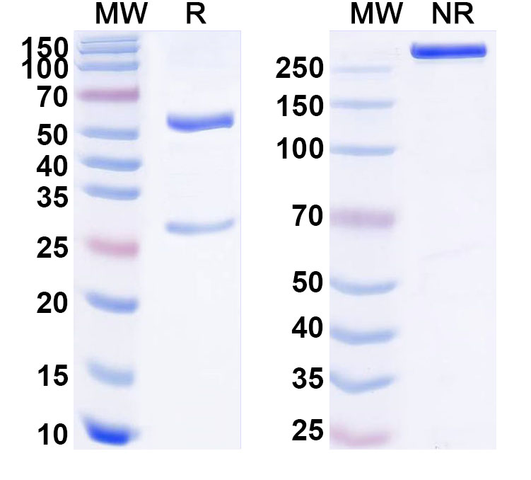 SDS-PAGE for Anti-Human CD35/CR1 Monoclonal Antibody (1A627)