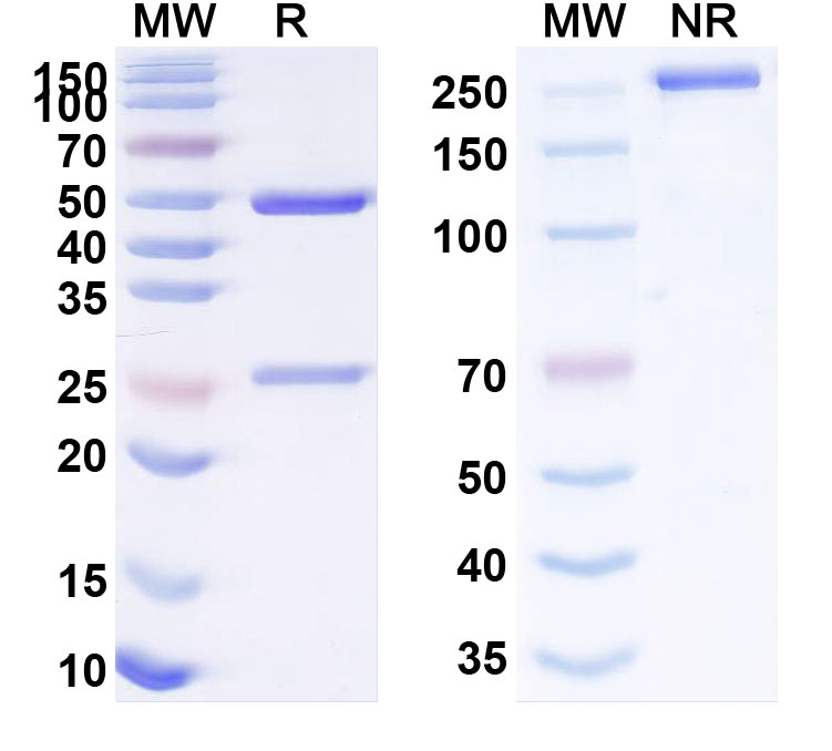 SDS-PAGE for Anti-Human CD352/SLAMF6 (SGN-CD352A)