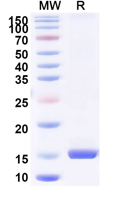 SDS-PAGE for Anti-Human CD370/CLEC9A VHH (SAA2549)