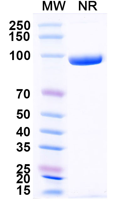SDS-PAGE for Anti-Human CD3E VHH (SAA2242)