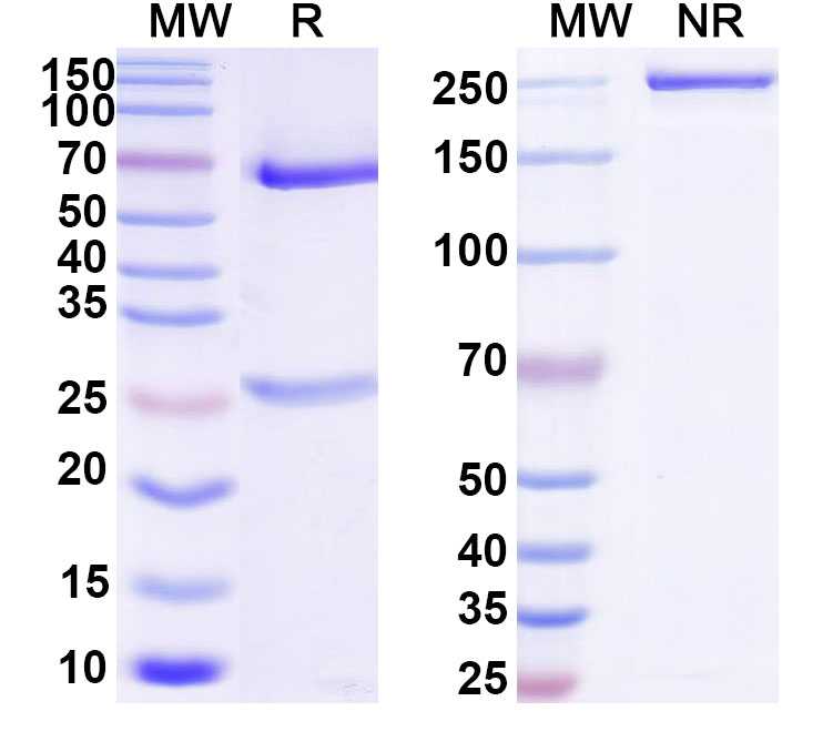 SDS-PAGE for Anti-Human CD3G Monoclonal Antibody (1A636)