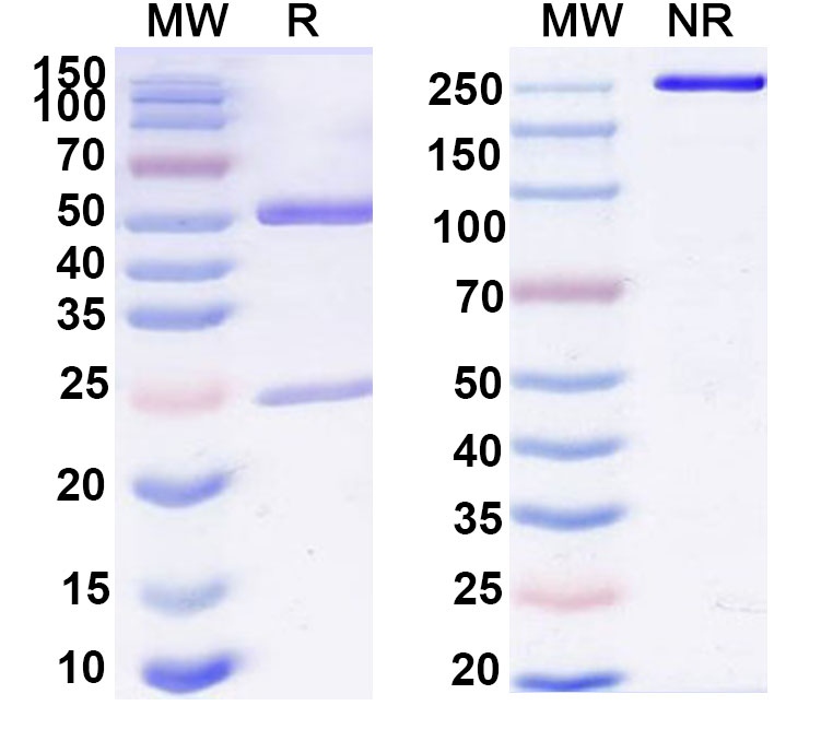 SDS-PAGE for Anti-Human CD4 Antibody (OKT4A)