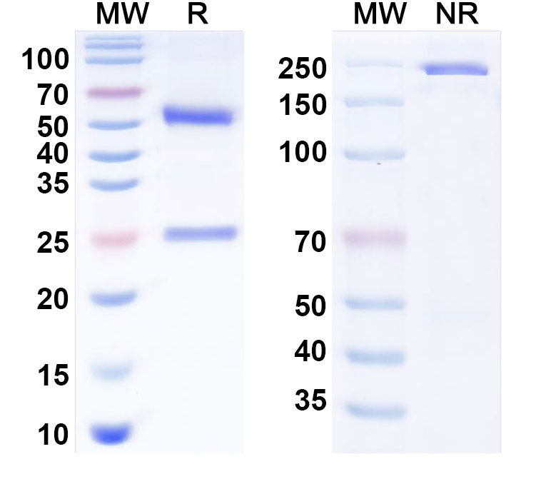 SDS-PAGE for Anti-Human CD40/TNFRSF5 Monoclonal Antibody (Emory U. anti-CD40)