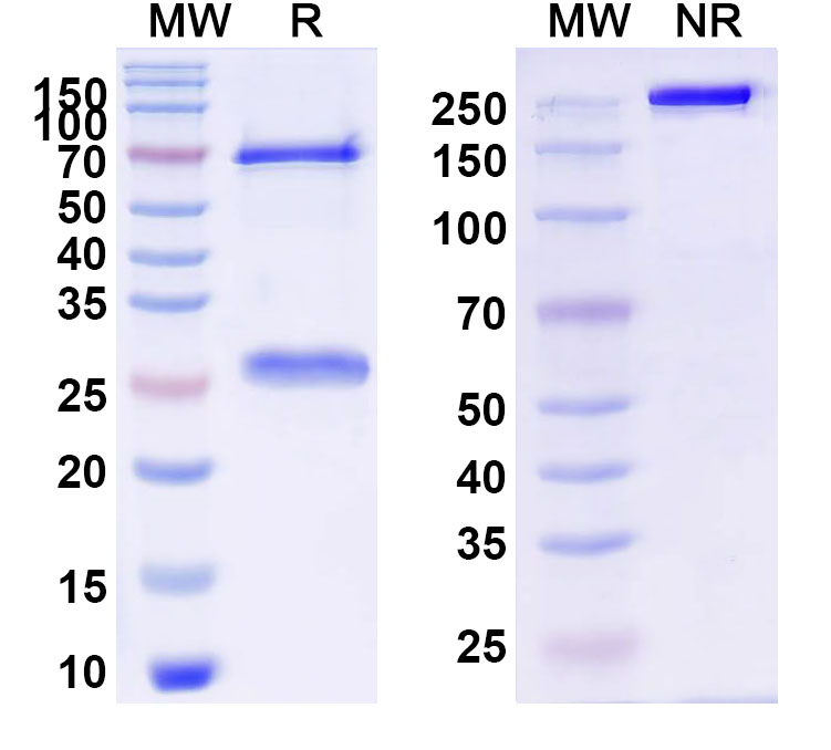 SDS-PAGE for Anti-Human CD47/MER6 Antibody (5F9-G4)