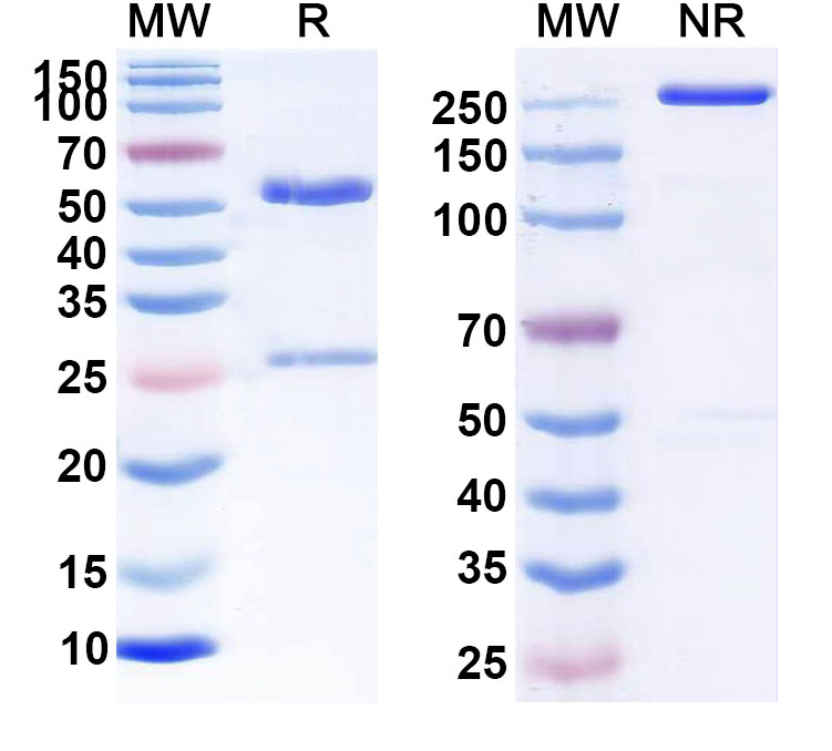 SDS-PAGE for Anti-Human CD48 (SGN-CD48A)