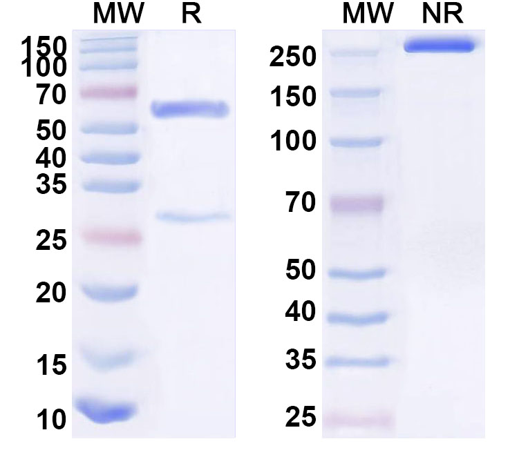 SDS-PAGE for Anti-Human CD53 Monoclonal Antibody (ABS0136)