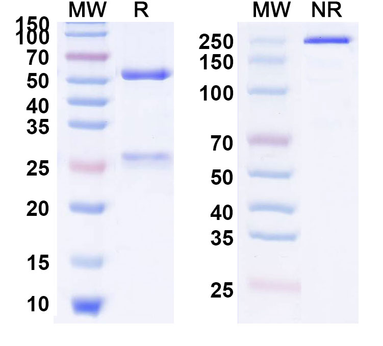 SDS-PAGE for Anti-Human CD66a/CEACAM1 (CM-24)