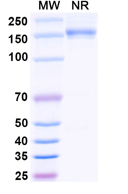 SDS-PAGE for Anti-Human CD69 Antibody (SAA0819)