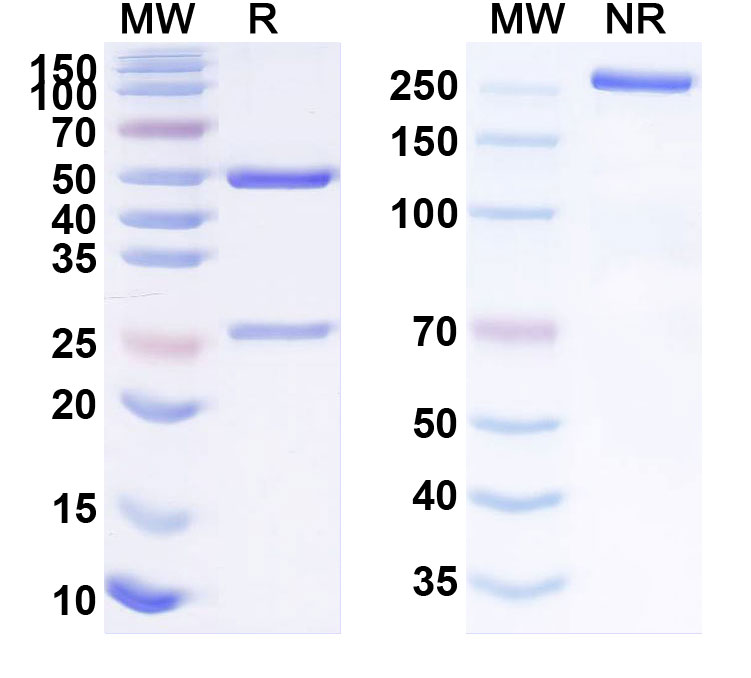 SDS-PAGE for Anti-Human CD75/ST6GAL1 (EBU-141 Tetra)