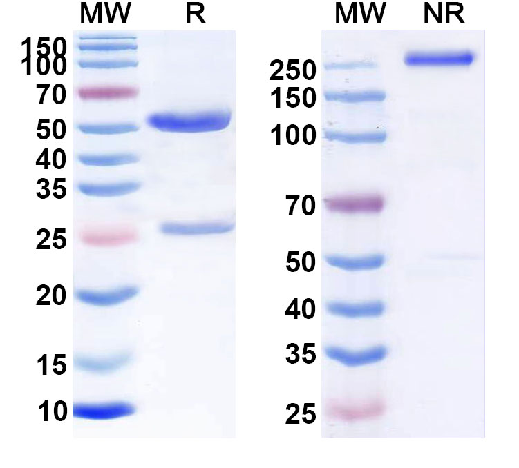 SDS-PAGE for Anti-Human CD83 (CBT004)