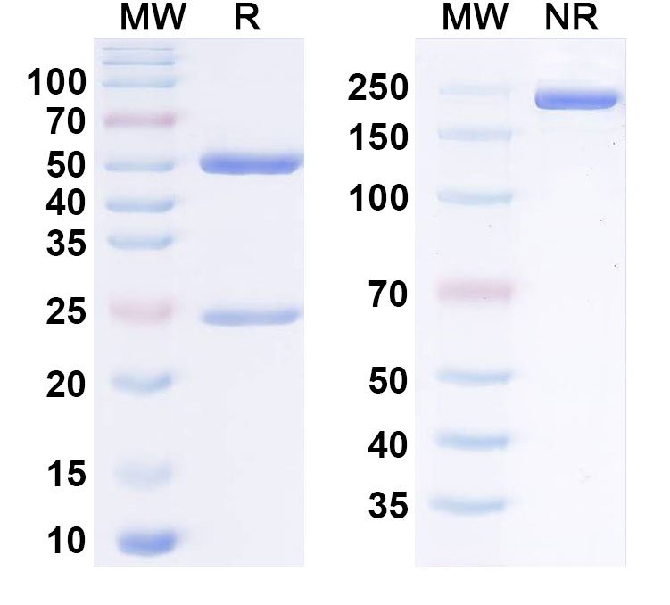 SDS-PAGE for Anti-Human CD85a/LILRB3 Monoclonal Antibody (7C5)