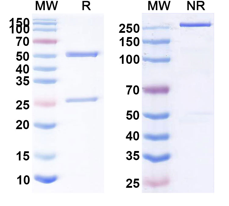 SDS-PAGE for Anti-Human CD8A Antibody (REGN-5054)
