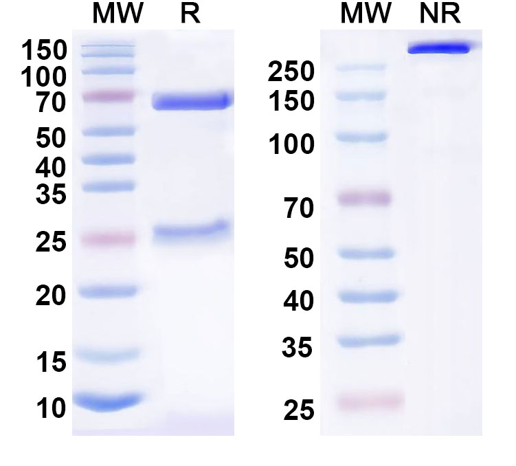 SDS-PAGE for Anti-Human CD9 Antibody (SAA1392)