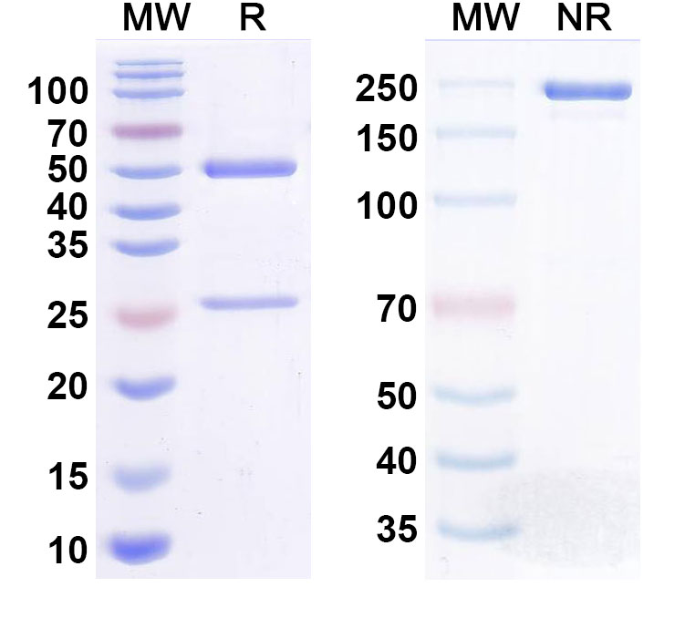 SDS-PAGE for Anti-Human CD90/THY1 Monoclonal Antibody (1A715)