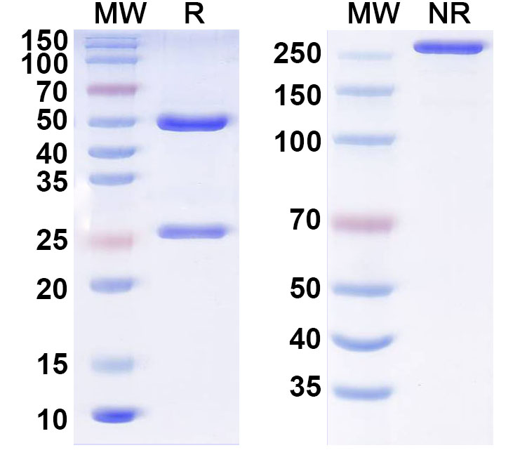 SDS-PAGE for Anti-Human CD95/FAS Monoclonal Antibody, F919