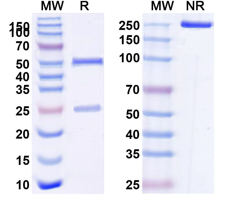 SDS-PAGE for Anti-Human CD96 Monoclonal Antibody (GSK6097608)