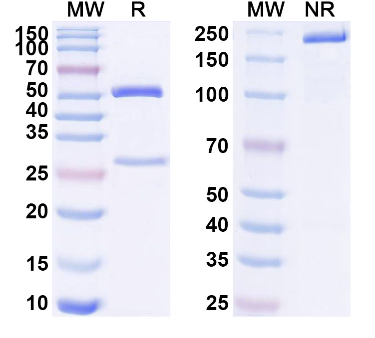 SDS-PAGE for Anti-Human CD97/ADGRE5 Monoclonal Antibody (ABS2194)