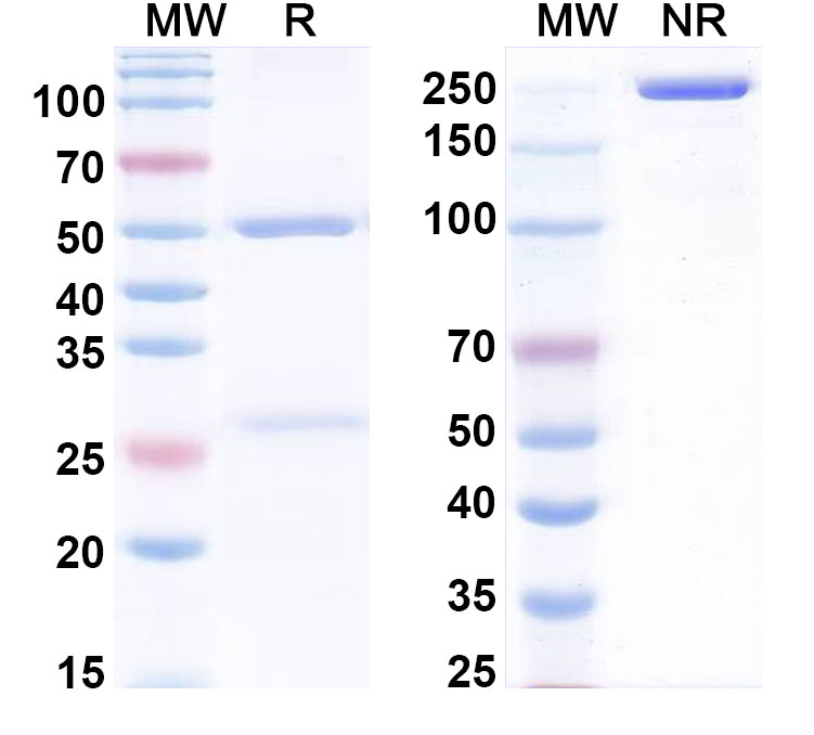 SDS-PAGE for Anti-Human CDC123 Monoclonal Antibody (1A549)