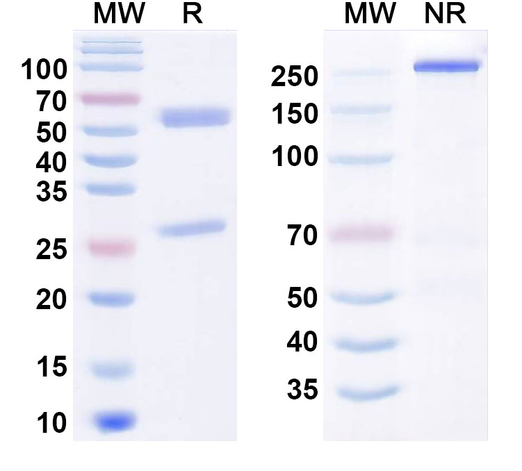 SDS-PAGE for Anti-Human CDH11 Monoclonal Antibody (RG6125)