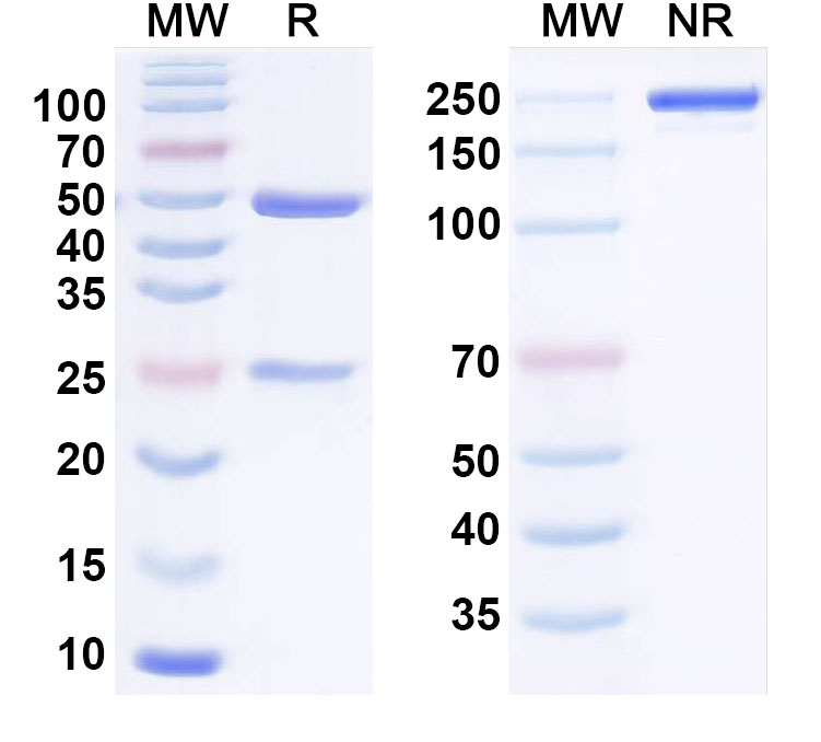SDS-PAGE for Anti-Human CDH17/Cadherin-17 Monoclonal Antibody (PTA001_A4)