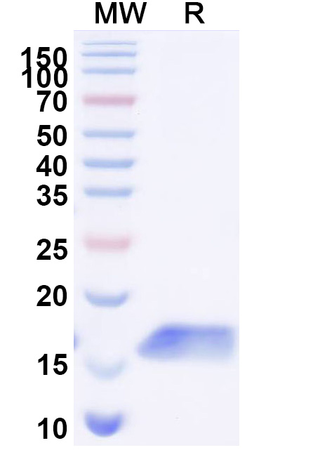 SDS-PAGE for Anti-Human CDH17/Cadherin-17 VHH (SAA1325)