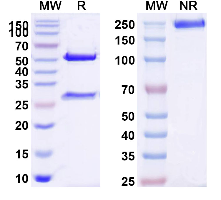 SDS-PAGE for Anti-Human CDH17 Monoclonal Antibody (1A697)
