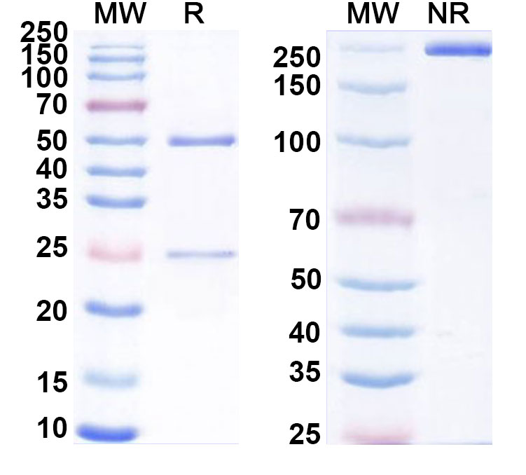 SDS-PAGE for Anti-Human CDH3/P-cadherin Antibody (SAA0320)