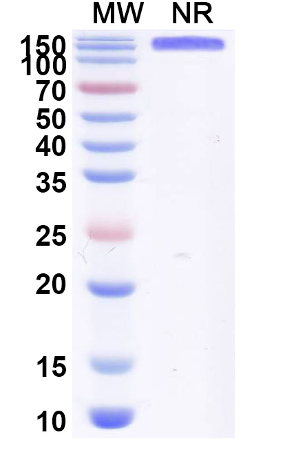 SDS-PAGE for Anti-Human CDH3/P-cadherin & CD3E Monoclonal Antibody (PF 6671008)