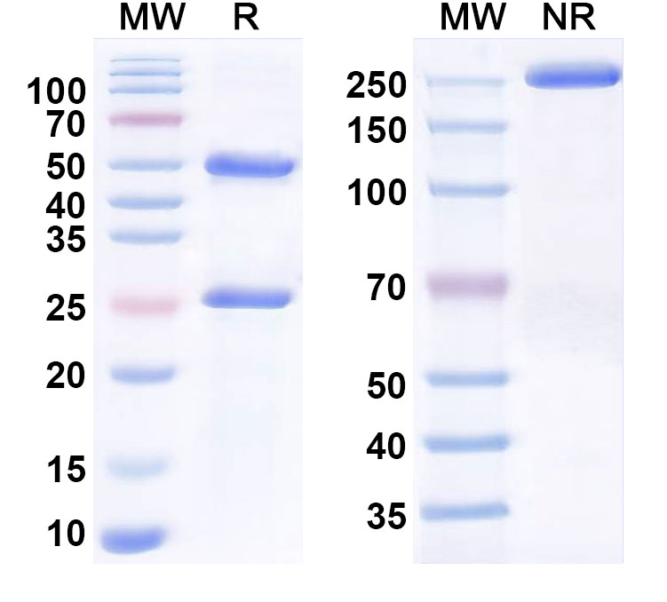SDS-PAGE for Anti-Human CEACAM7 Monoclonal Antibody (2869#)