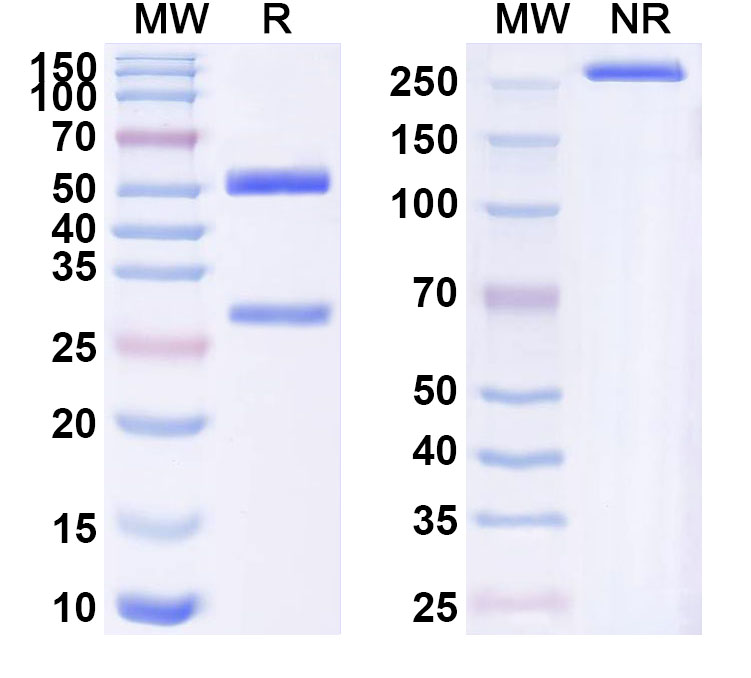 SDS-PAGE for Anti-Human CETP Antibody (ABS1805)