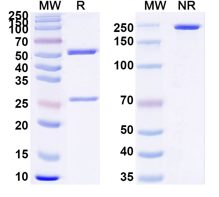 SDS-PAGE for Anti-Human CFH Monoclonal Antibody, SAA0527