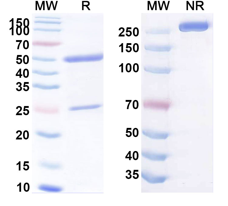 SDS-PAGE for Anti-Human CFR-1/GLG1 (PAT-PA1)
