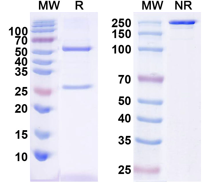 SDS-PAGE for Anti-Human CHGA Monoclonal Antibody (1A668)