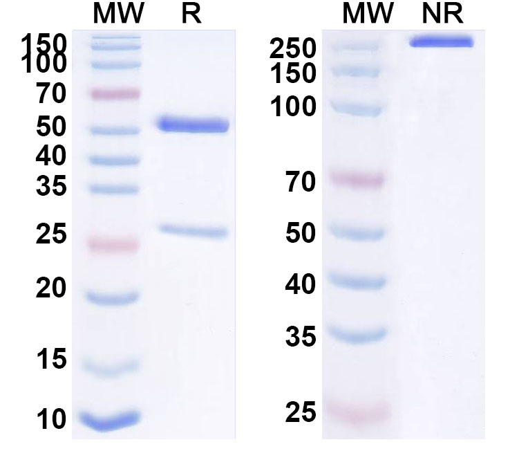 SDS-PAGE for Anti-Human CHI3L1 Monoclonal Antibody (ABS1902)