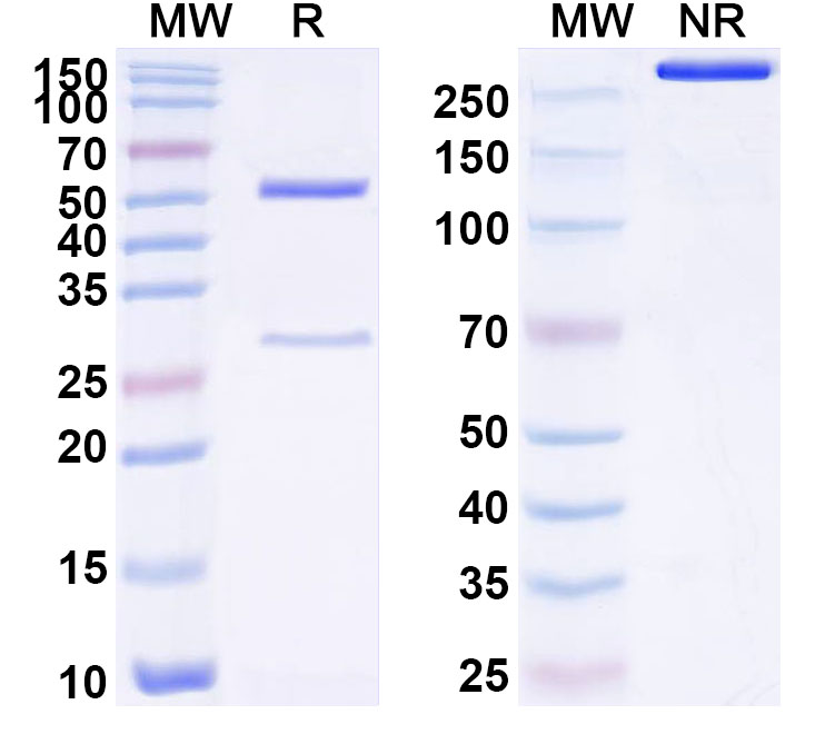 SDS-PAGE for Anti-Human CIAO1 IP Monoclonal Antibody, SAA0198