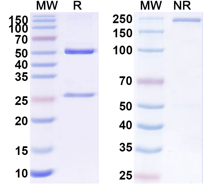 SDS-PAGE for Anti-Human CIITA Monoclonal Antibody (1A618)