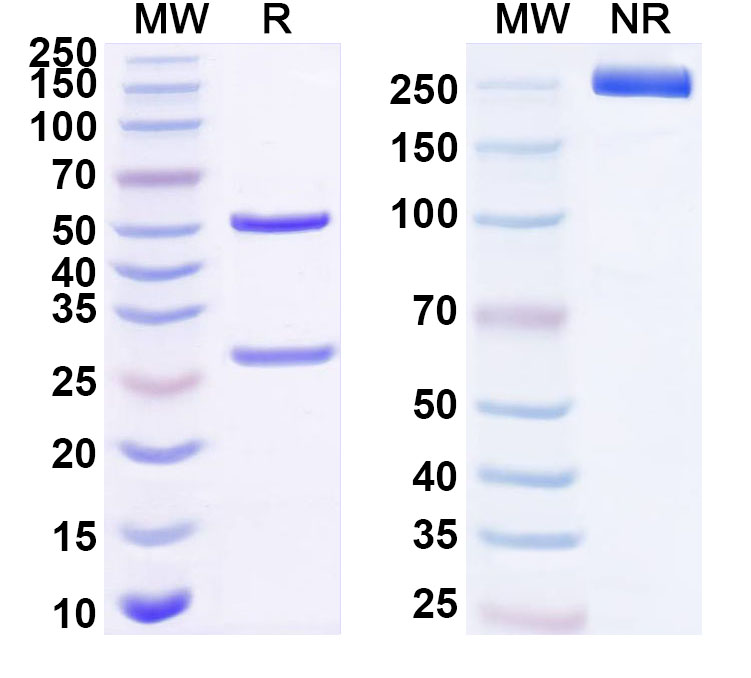 SDS-PAGE for Anti-Human CKAP4 Antibody (ABS0154)