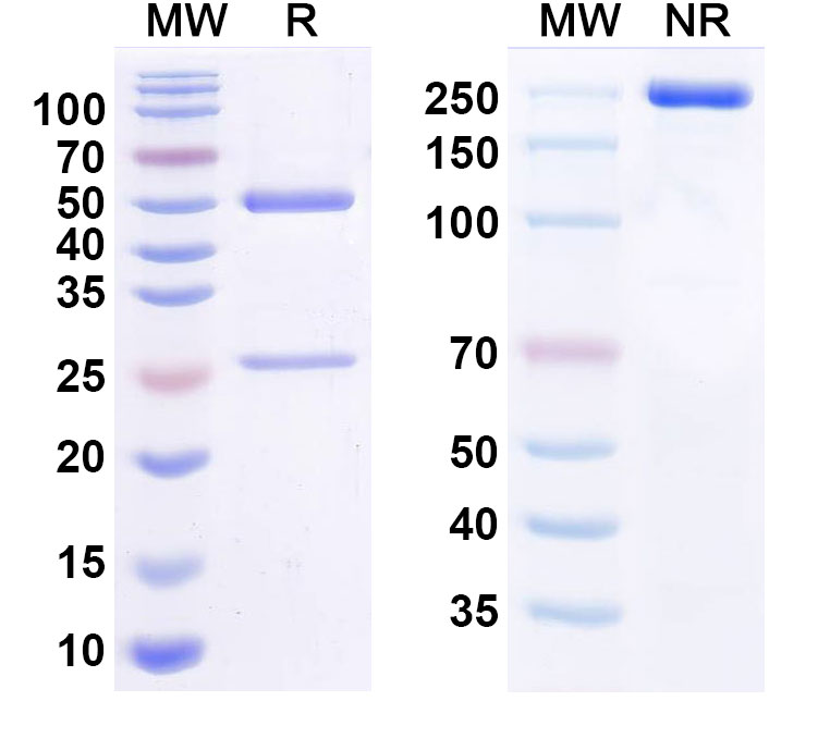 SDS-PAGE for Anti-Human CLDN6 Monoclonal Antibody (DS-9606a)