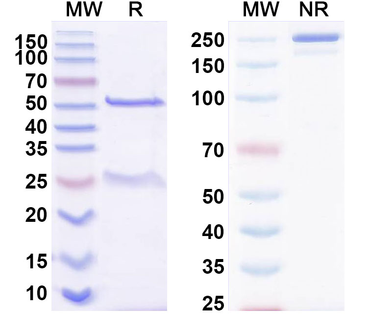 SDS-PAGE for Anti-Human CLDN9 Antibody (ABS0231)