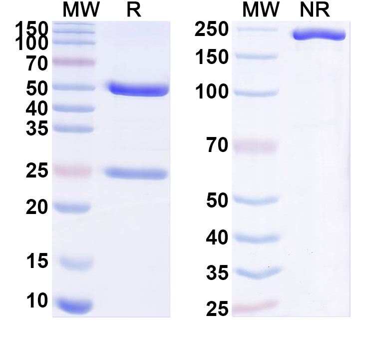 SDS-PAGE for Anti-Human CLEC1A Antibody (ABS0661)