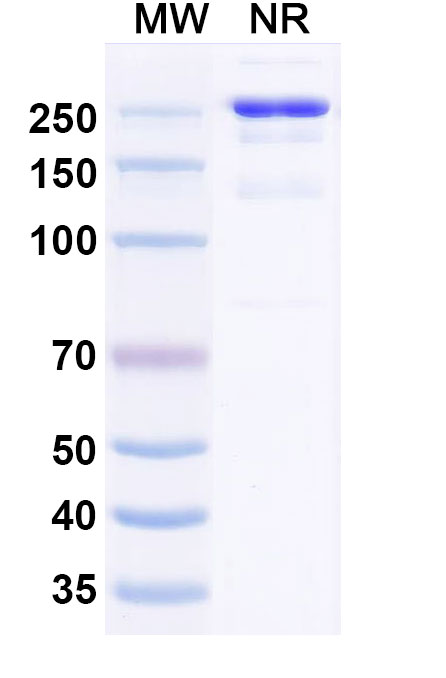 SDS-PAGE for Anti-Human CLEC2D/OCIL/LLT1 (ZM008)