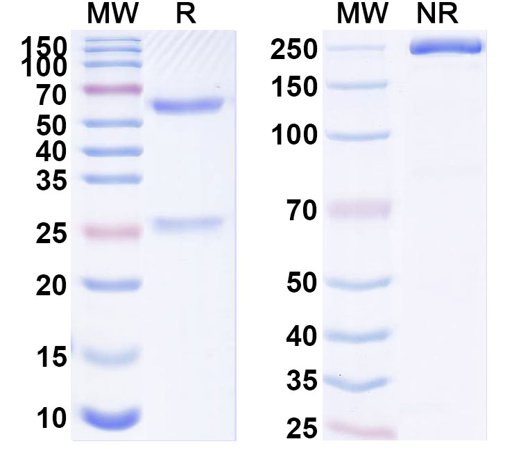 SDS-PAGE for Anti-Human CLPTM1L Antibody (ABS1023)